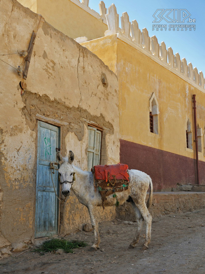 Bawiti - Donkey A donkey in Bawiti, a small town in the Bahariya oasis in the Western Desert of Egypt. Stefan Cruysberghs